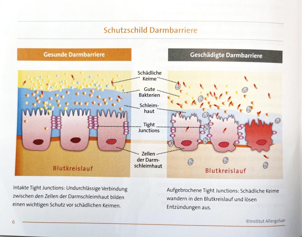 darmbarriere - Modul 1